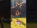 Kangaroos in the Australian Outback: A Wildlife Spectacle #Kangaroo