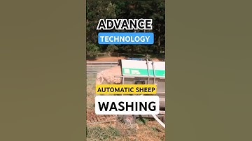 Advanced Technology! Automatic Sheep Washing Machine for Modern Farms