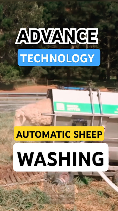 Download lagu Advanced Technology! Automatic Sheep Washing Machine for Modern Farms