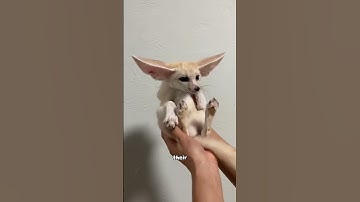 This is a fennec.Of course,you can also call it Finnick!#cute #animal