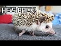 The Internet Brought My Hedgehog Back To Life!