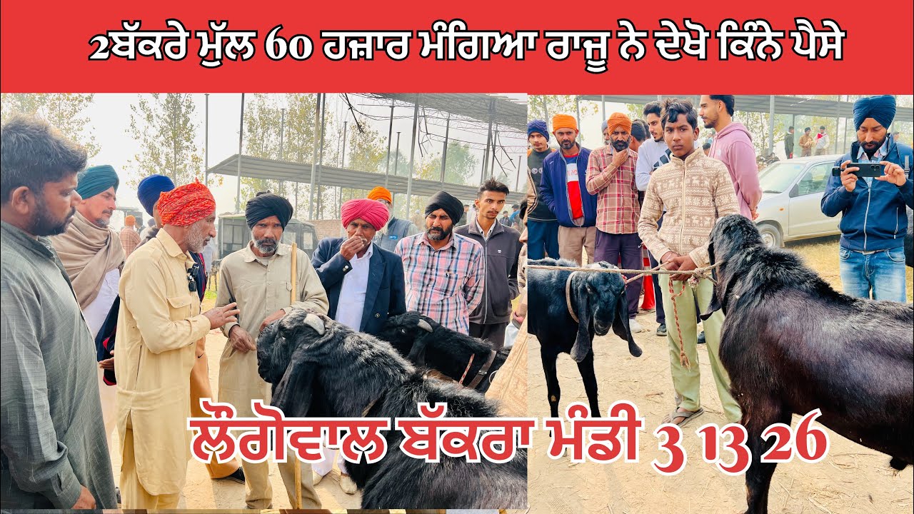 ਲੌਗੋਵਾਲ ਬੱਕਰਾ ਮੰਡੀ ਰਾਜੂ ਨੇ 2ਬੱਕਰੇ ਲੈਕੇ ਦਿੱਤਾ #bakramandi#bakramandi #muhammadirfangoatfarm #goathus
