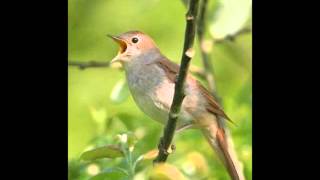 Video thumbnail of "Mauno Kuusisto: Jos voisin laulaa kuin lintu voi 1960"