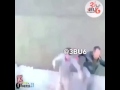 احلى دبكه مضحكه هههههه