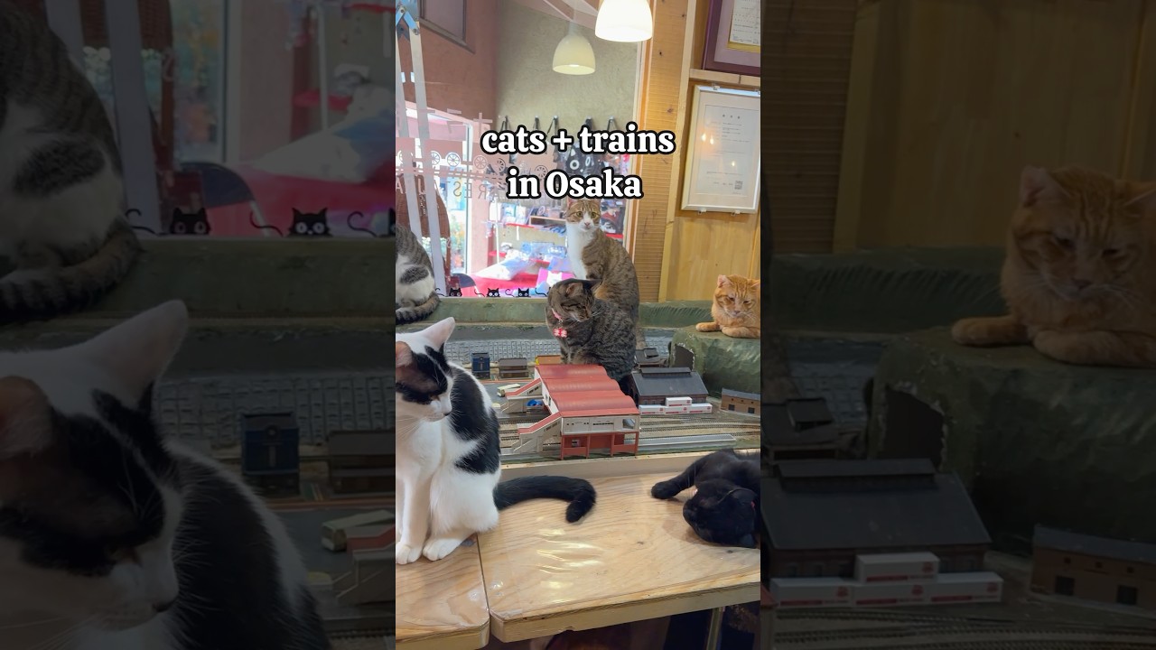 The Best Cat Cafe and Shelter in Osaka 😻 - YouTube
