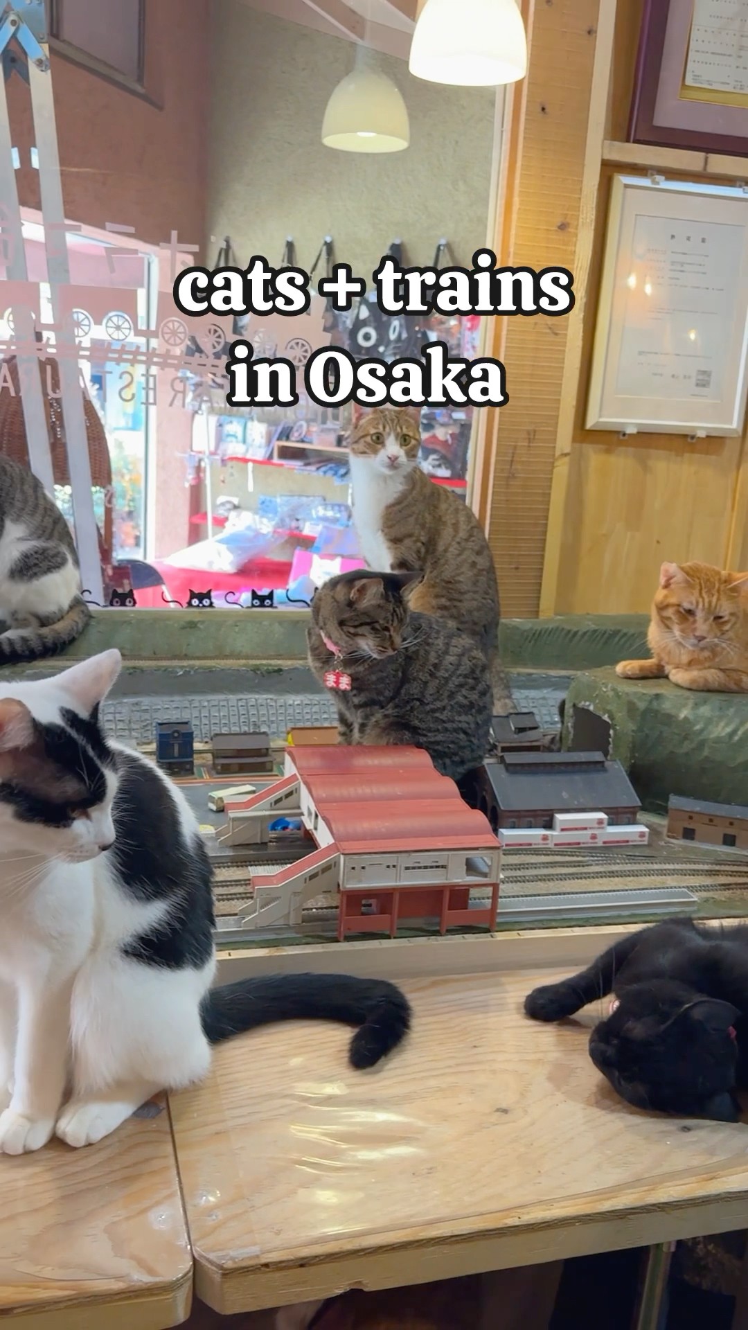 ネコネコcafe  The Best Cat Cafe and Shelter in Osaka 😻 - YouTube