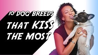 10 Dog Breeds That Kiss The Most