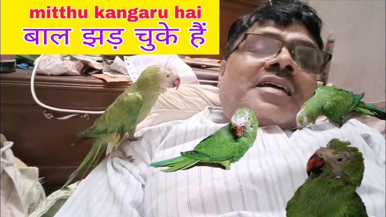 मिठ्ठू कहां छुपी है किसी दिन धोखा हो सकता है मिठ्ठू के साथ 