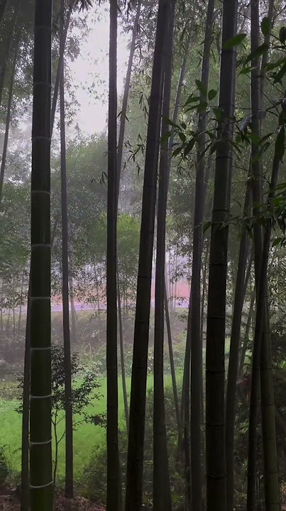 Suara hujan di hutan bambu menenangkan pikiran