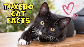 10 Surprising Facts About Tuxedo Cats