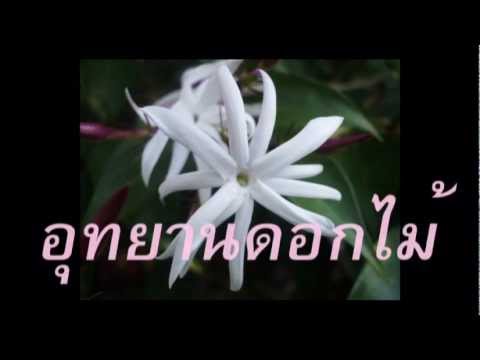 วีดีโอ: รักชาวสวนมากมาย - กุหลาบ 