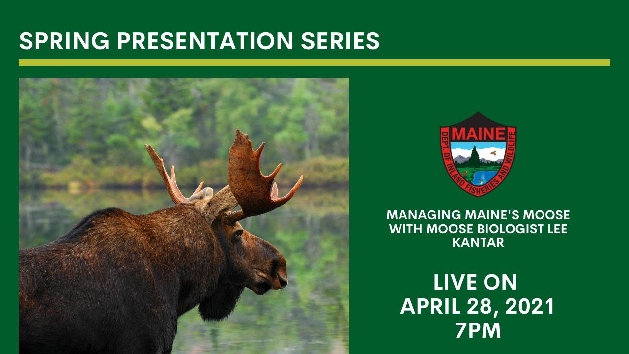 Managing Maine's Moose
