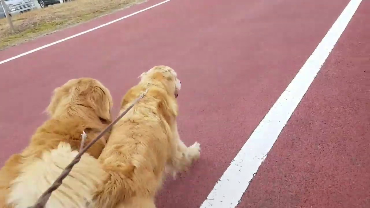 癒し動画 うさぎ 午後からも土岐川で散歩のゴールデンレトリバー