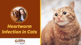 Heartworm Infection in Cats
