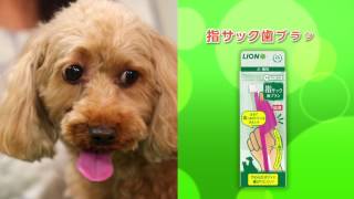 犬の歯みがき方法_5分19秒