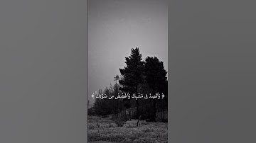 ياسر الدوسري 🍂🤎(سوره لقمان) #قرآن_كريم #explore #قرآن #ياسر_الدوسري #سورة_لقمان