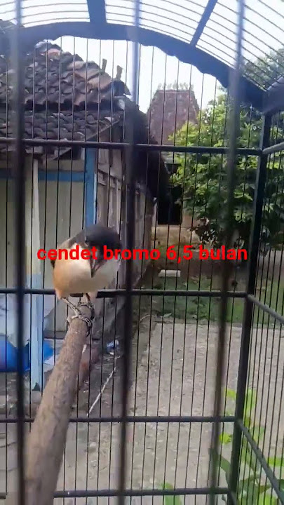 cendet tembak tengkek buto 3 versi #bromo #cendet #cendetgacor #birds #kicaumanianusantara