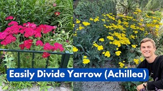 How to Divide Yarrow (Achillea) Plants Easily  Propagation through Division