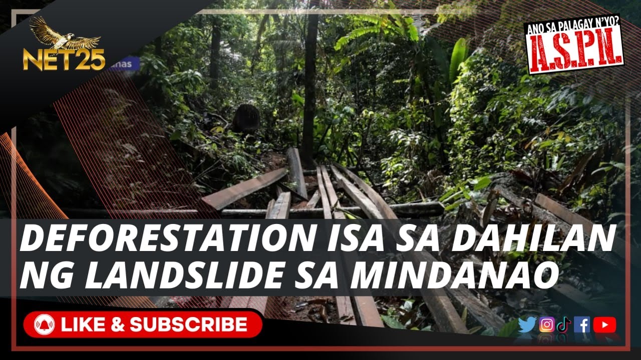 deforestation tagalog dahilan at epekto essay