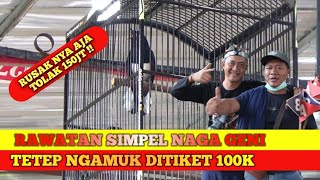 Cara Merawat Kacer Naga Geni Langsung Ngamuk Ditiket 100K 