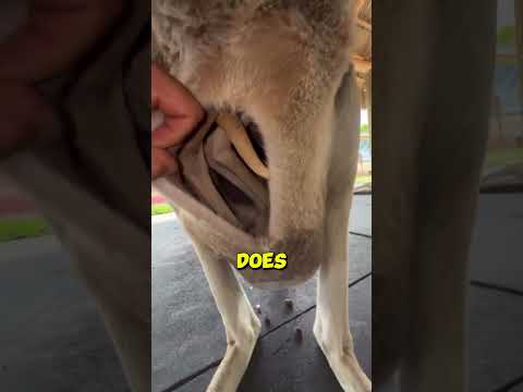 What does the kangaroo's pouch actually look like from inside?