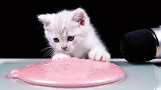 Cats Playing With Slime Compilation Satisfying Ai Asmr You Didnt Know You Needed