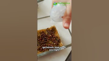 How to Grow Spinach in a Hydroponic System - HydroponicsTown