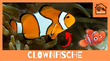 Wie groß muss ein Aquarium für Clownfische sein?