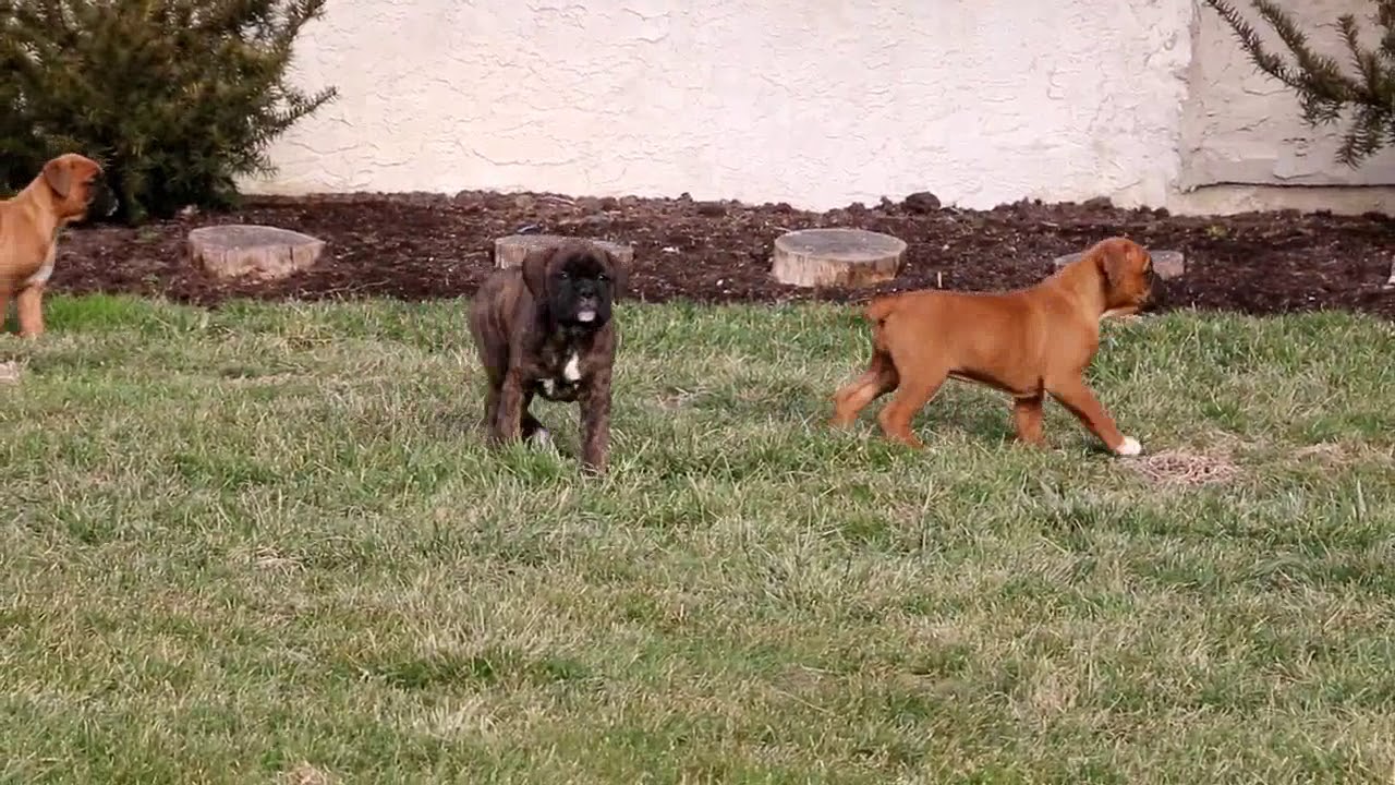 boxers for sale near me puppies boxers for sale near me puppies