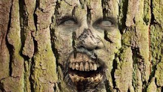 Scientists Have Discovered an Insane Zombie-Like Tree Thats Inhabiting
