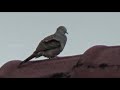 Suara Masteran Burung Perkutut Lokal Alam Liar Kelas Juara Nasional Mp3 - Mp4 Download
