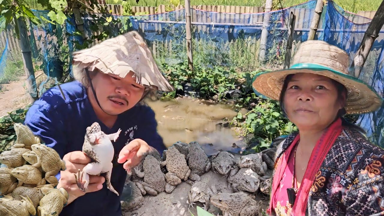 เลี้ยงกบในบ่อดิน มีกินตลอดปี!! มีรายได้ตลอดเดือน..