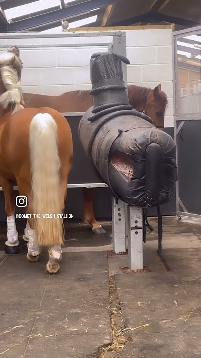 Breeding season for beautiful stallions! 🫶🏻#stallion #horse #palomino #breeding #welshd