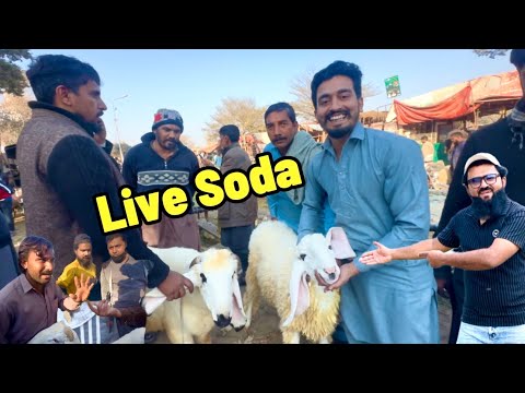 Live Soda Desi Chatre | Wednesday Mandi update | Makhi Cheene Beetal Bakre | LAHORI SHAUK | Lahore 