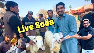Live Soda Desi Chatre | Wednesday Mandi update | Makhi Cheene Beetal Bakre | LAHORI SHAUK | Lahore 