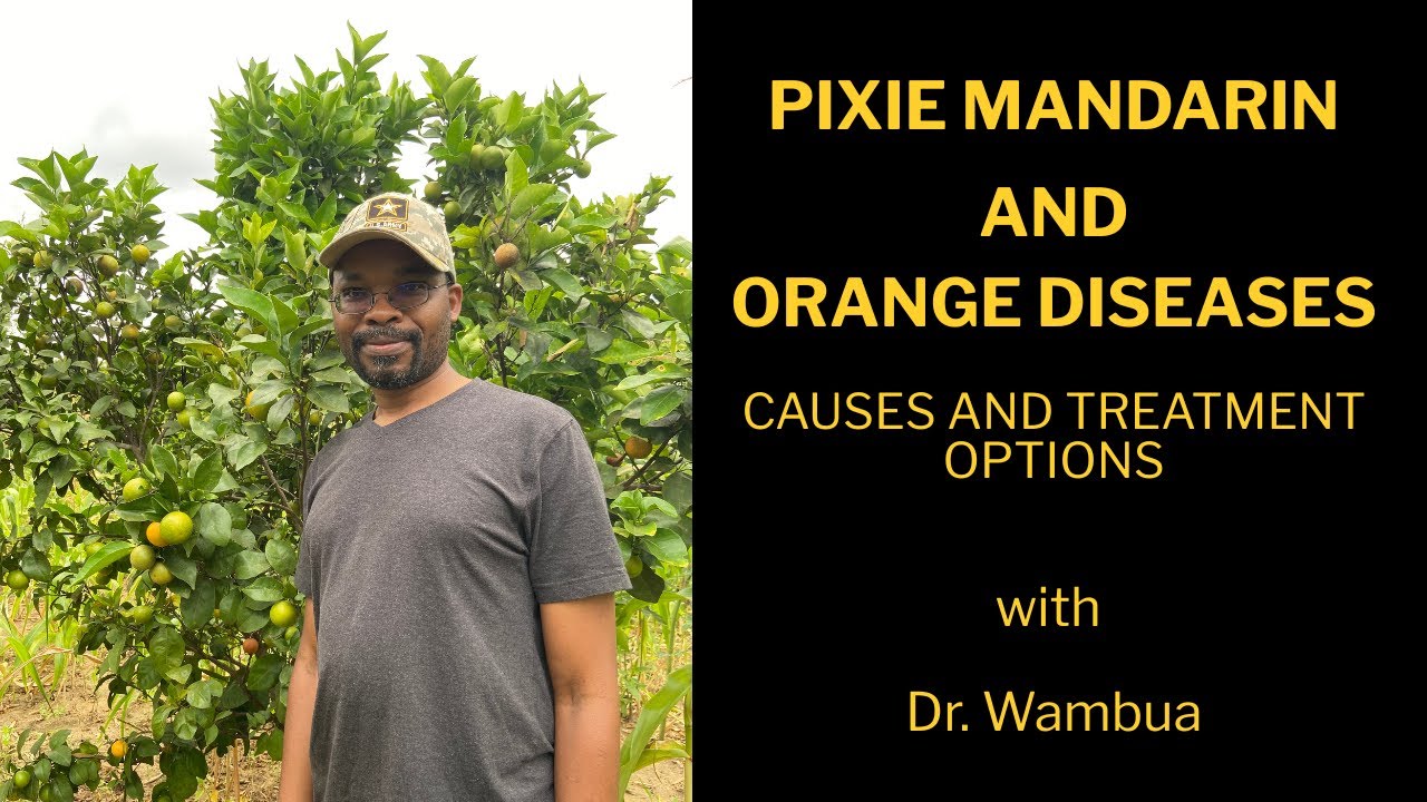 Citrus Disease Control, Taking care of Pixie Mandarin Oranges in Kenya
