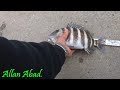 PESCA DE SHEEPSHEAD Y BLUEFISH\\Allan Abad