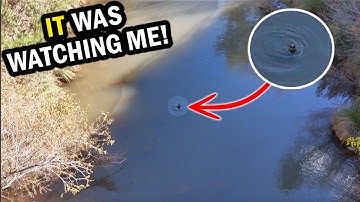 While Exploring a Canyon "Something" Locked Eyes with my Drone!