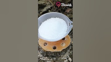Easiest Way To Remove A Tree Stump!
