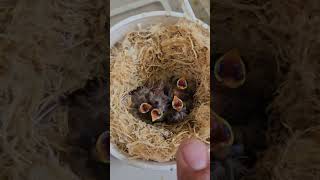 Cute Baby Birds