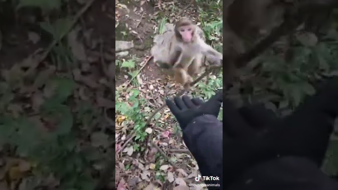 Best animal TIkTOk. 