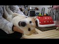 柴犬小春 「小春おはよう」当たり前の朝がありがたい