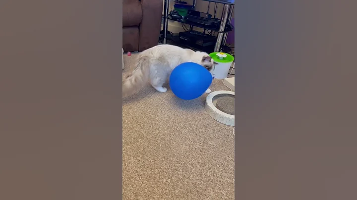 Watch the video about Ragdoll kitten Blue playing with balloons
