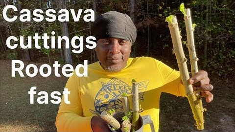 Propagate Cassava Like a Pro (FAST & EASY)