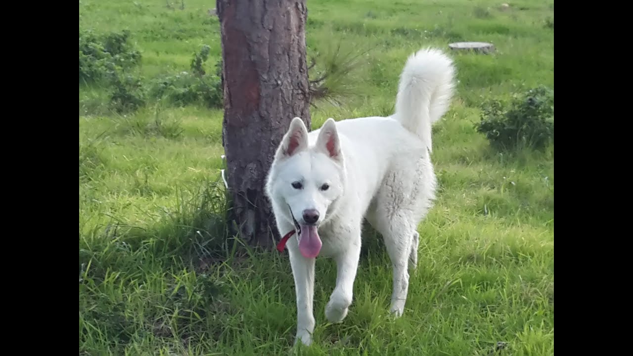 لزرعلك بستان ورود عزف الفنان سامرعلو\\ La zralik bustan wrood