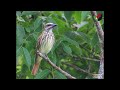 Descripción papamoscas rayado común - Aves en Berriozábal