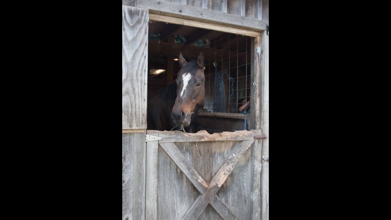 Second Chance Thoroughbreds - Nico's Storynet - YouTube