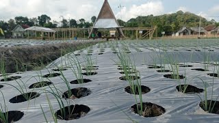 Dosis Pemupukan Bawang Merah Teknologi TSS