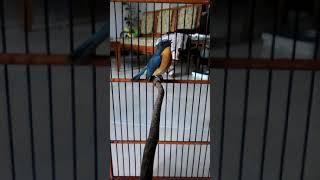 Download Lagu tledekan gunung isian gelatik batu dan cucah jenggot. ori banjarnegara. MP3