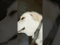 my cute pet mini ❤️🌼 #music#trending#shorts#dog @anything_with_me1